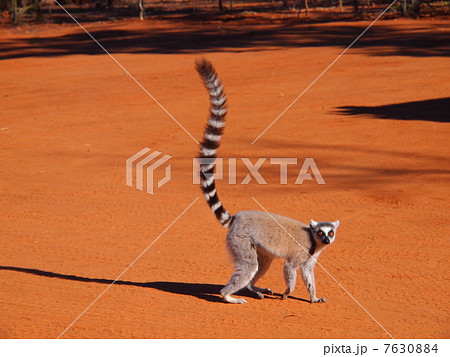 ワオキツネザル 7630884