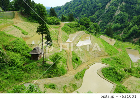 Rice Terraces of Rusubara 7631001