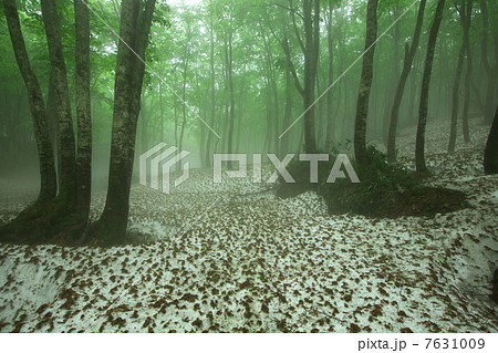 青森　青森市　八甲田 7631009