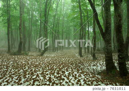 青森　青森市　八甲田 7631011