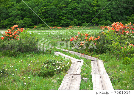 岩手　八幡平市　御在所湿原 7631014