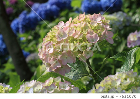 長谷寺 眺望散策路のあじさい 長谷寺 眺望散策路のあじさい 7631070