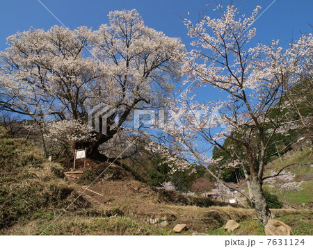 佛隆寺（宇陀）の桜 7631124