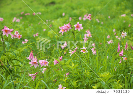 福島　南会津町　高清水自然公園 7631139