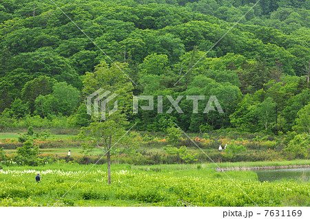 秋田　鹿角市　八幡平　大沼 7631169