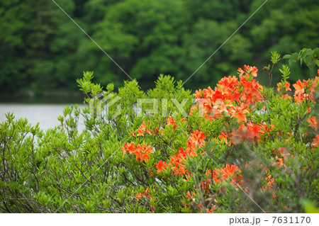 秋田　鹿角市　八幡平　大沼 7631170