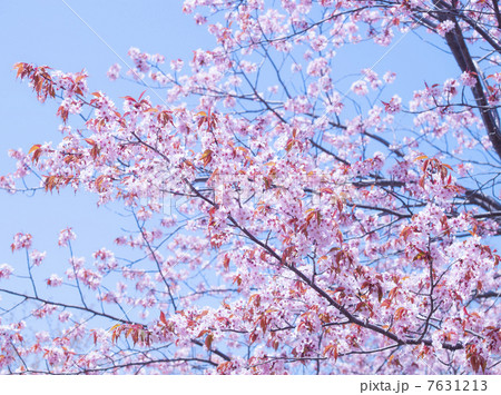 桜(特殊撮影) 桜(特殊撮影) 7631213