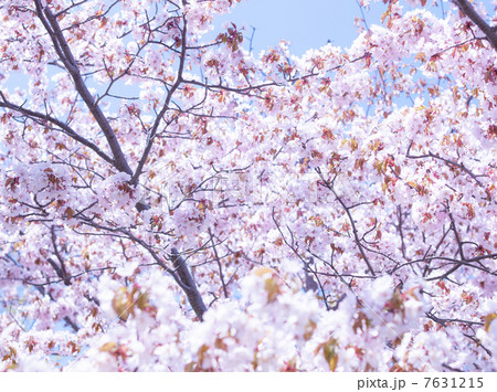 桜（特殊撮影） 7631215