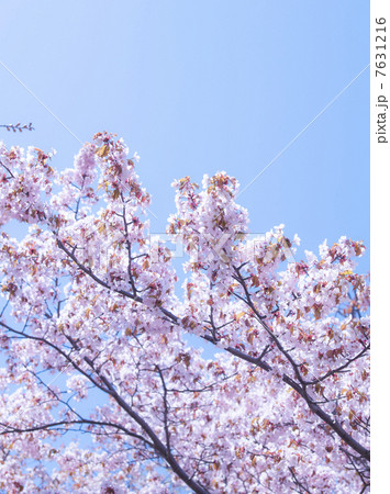桜(特殊撮影) 桜(特殊撮影) 7631216