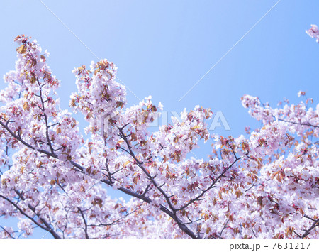桜(特殊撮影) 桜(特殊撮影) 7631217