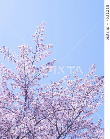桜（特殊撮影） 7631218
