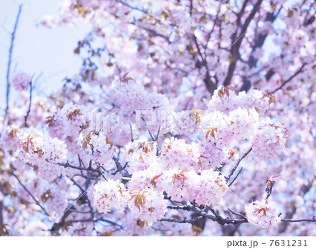 桜ページ 桜❀ さま専用ページ 桜ページ 桜ページ 桜セット 桜 さま専用 ◇桜