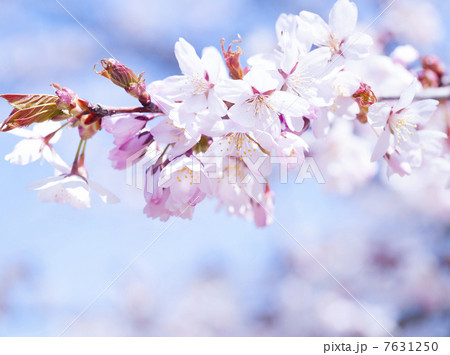 桜 桜 7631250