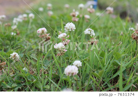 しろつめ草 7631374