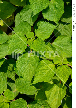 植物・カラムシ　イラクサ科 7631474