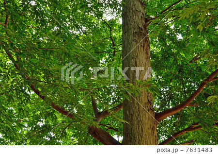 樹木・ムクノキ　ニレ科 7631483