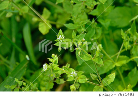植物・ウシハコベ ナデシコ科 植物・ウシハコベ ナデシコ科 7631493