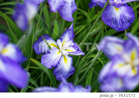 花菖蒲 花菖蒲 7631572