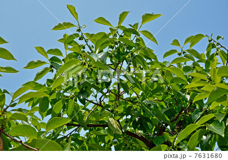 樹木・カキノキ　カキノキ科 7631680