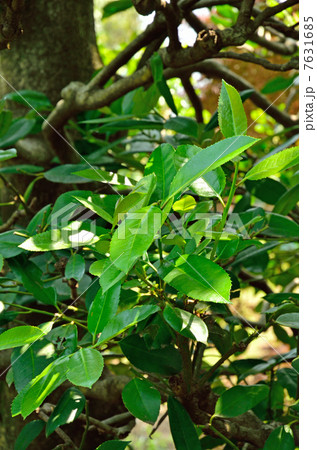 樹木・タラヨウ モチノキ科 樹木・タラヨウ モチノキ科 7631685