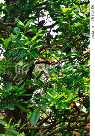 樹木・タラヨウ モチノキ科 樹木・タラヨウ モチノキ科 7631686