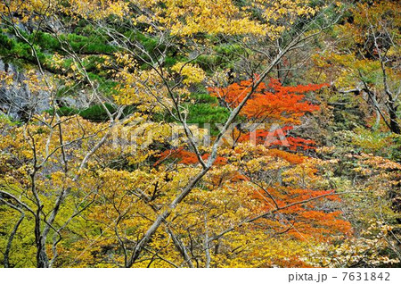 錦秋夏井川渓谷散策行 7631842