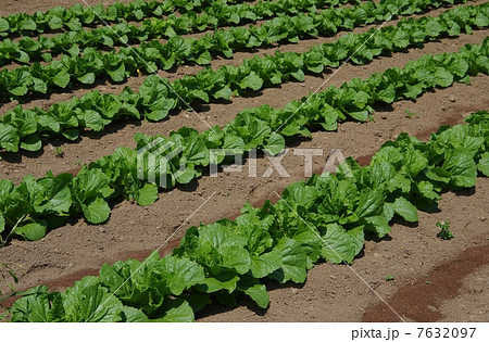白菜畑 白菜の栽培の写真素材