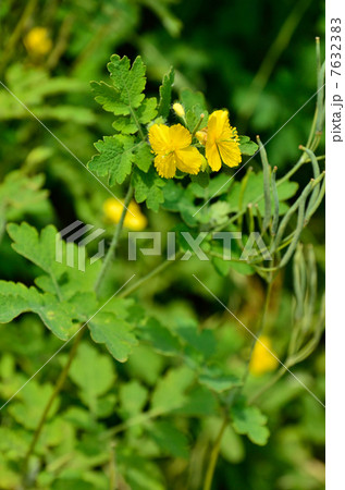 植物・クサノオウ　ケシ科 7632383