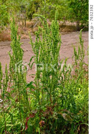 植物・ギシギシ　タデ科 7632392