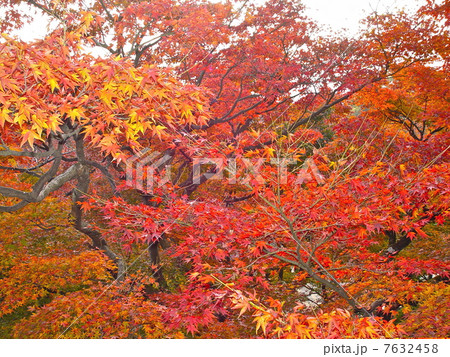 紅葉(清水寺/京都市東山区清水) 紅葉(清水寺/京都市東山区清水) 7632458