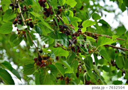 樹木 クワ クワ科の写真素材