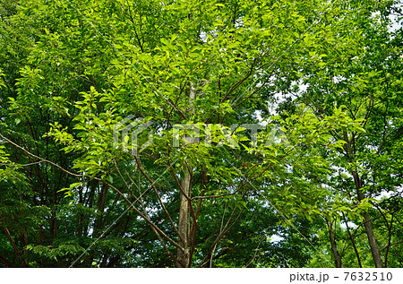 樹木・ハンノキ　カバノキ科 7632510