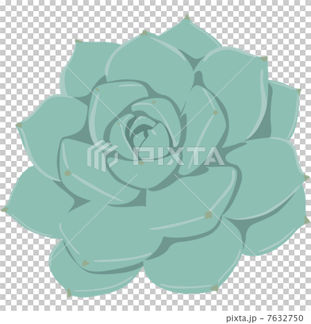 Succulent plants 7632750