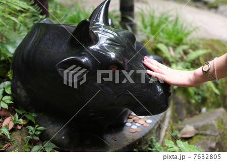 赤い目の伊賀牛 7632805