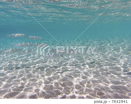 モルディブ 美しい浅瀬と魚の写真素材