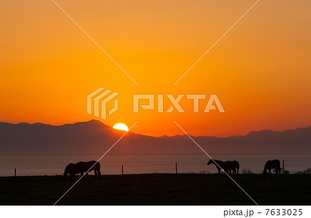 網走 能取岬の美岬牧場の放牧馬と日の出 網走 能取岬の美岬牧場の放牧馬と日の出 7633025