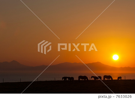 網走 能取岬美岬牧場の放牧馬と日の出 網走 能取岬美岬牧場の放牧馬と日の出 7633026