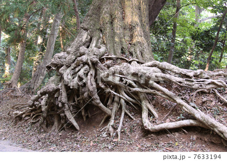 複雑な木の根 7633194