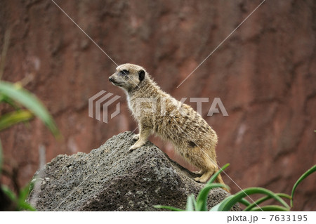 横向きミーアキャット 7633195