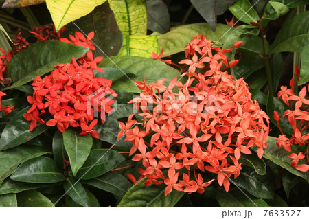 サンタンカ 7633527