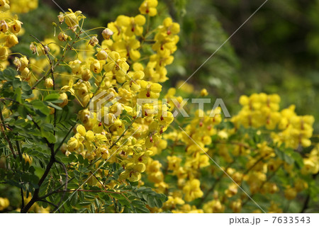 エニシダ エニシダ 7633543