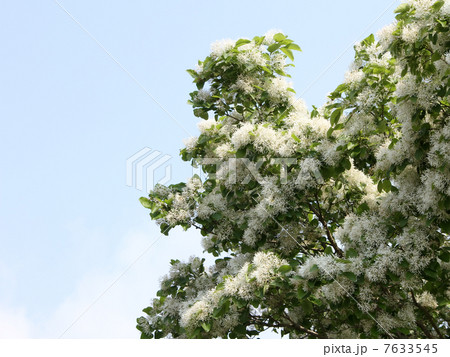 ヒトツバタゴ 7633545