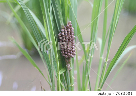 タガメの卵 7633601