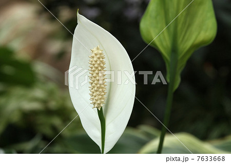 スパティフィラム 7633668