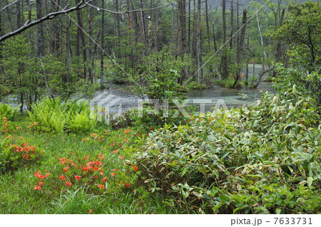 岳沢湿原 上高地 岳沢湿原 上高地 7633731
