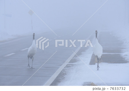 タンチョウの道路横断 7633732