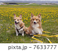 たんぽぽとコーギー 7633777