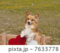 たんぽぽとコーギー2 7633778