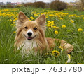 たんぽぽとコーギー4 7633780