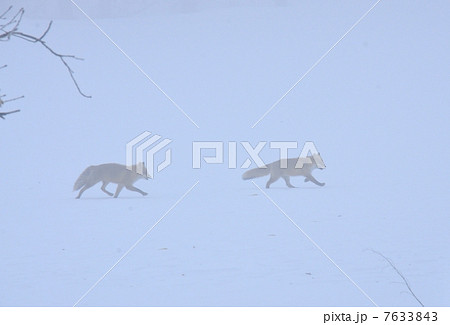 雪原を走るキタキツネのつがい 7633843